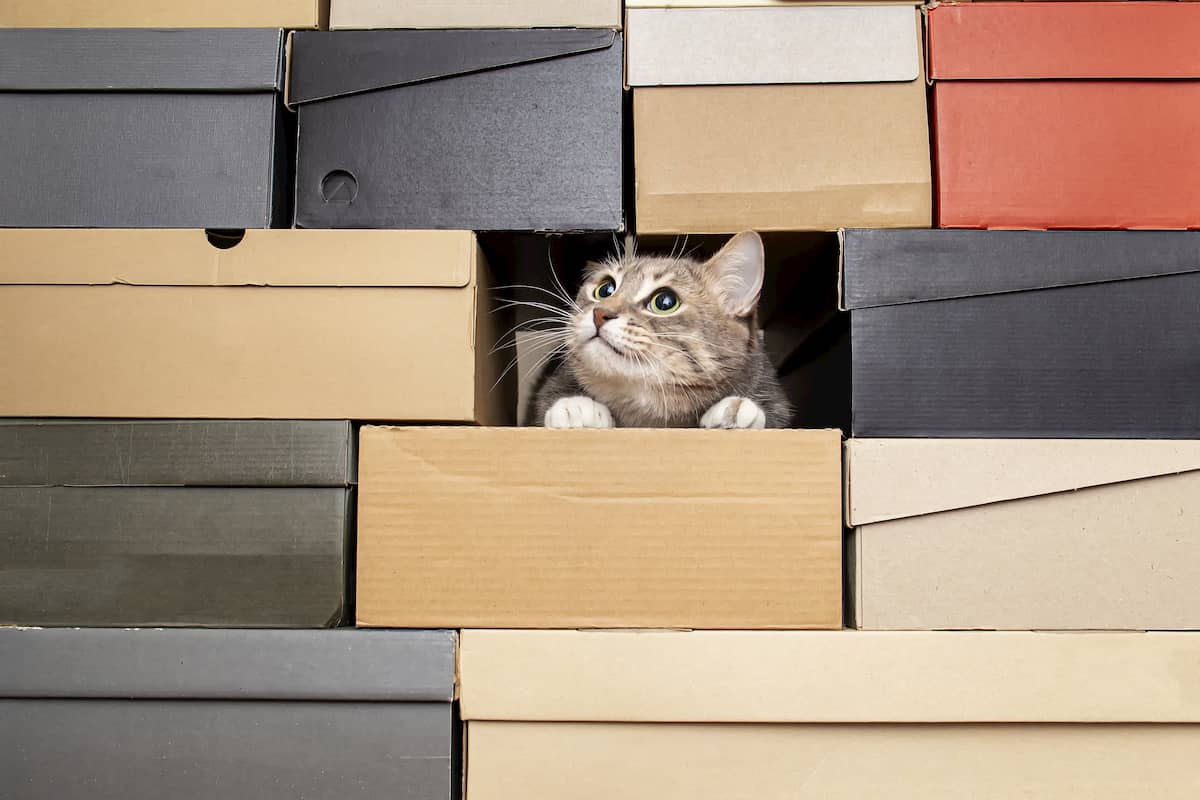 たくさんのグッズの箱に囲まれている猫